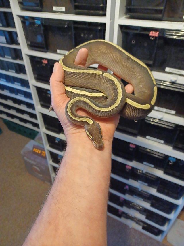 Preview of the first image of A female ghi mojave royal python.