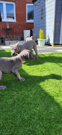 Image 23 of Adorable KC Blue Great Dane puppies READY NOW!!