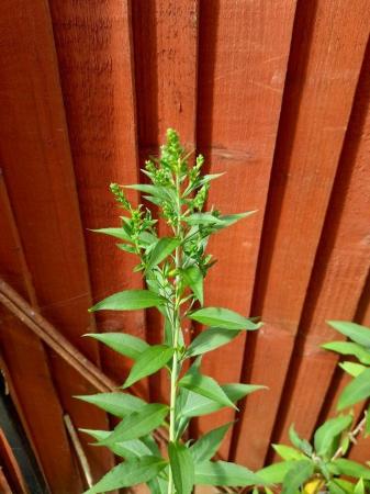 Image 3 of Goldenrod Hardy perennial plant £1