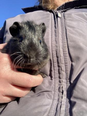 Image 6 of Beautiful baby guinea pigs for sale (boys ready now)