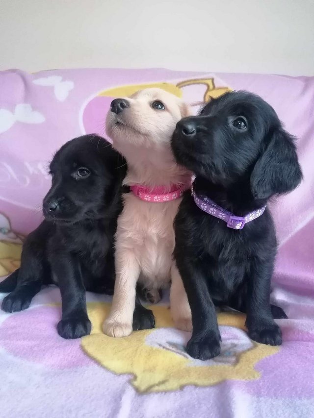 Preview of the first image of Super Cute Adorable Labradoodles puppies.