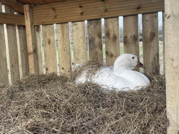 Image 5 of Goose hatching eggs - dewlap Toulouse and Sebastopols