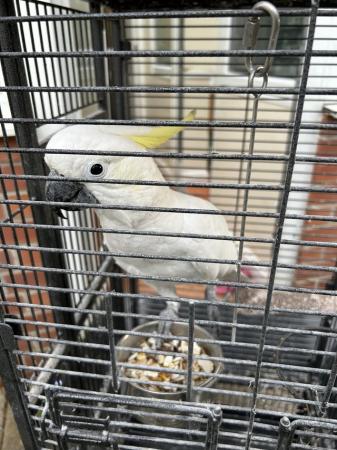 Image 3 of Cockatoo ( YELLOW CRESTED)