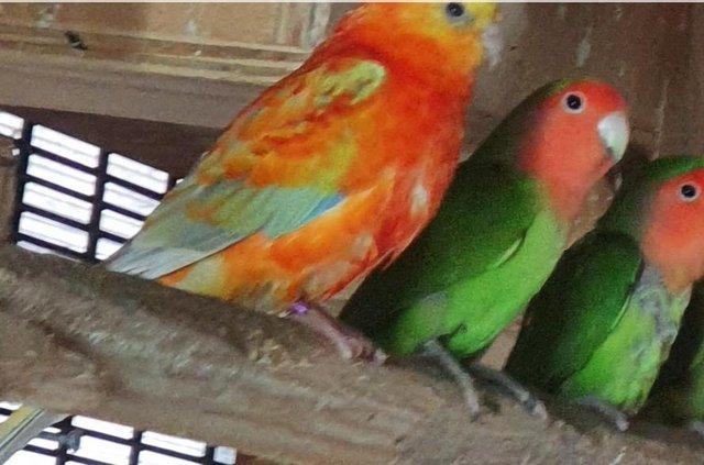 Image 2 of Baby Lovebirds available Peach face mutilation DNA proof