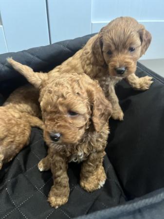 Image 18 of Top cockerpoo puppies girls and boys available