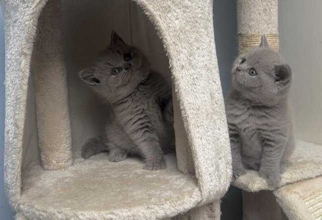 Image 1 of British Shorthaired Lilac Sisters