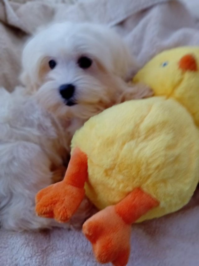 Preview of the first image of Gorgeous Maltese Puppies.