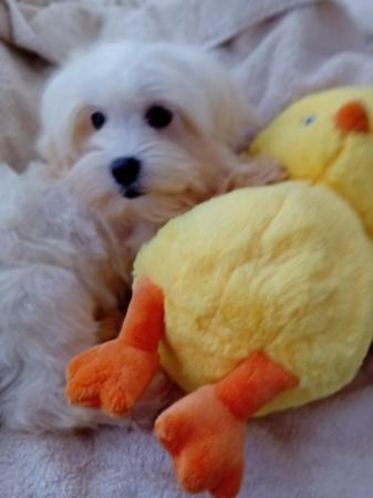 Image 1 of Gorgeous Maltese Puppies