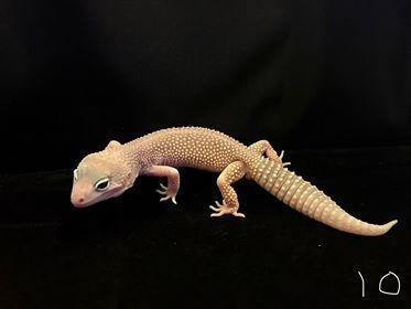 Image 2 of Leopard Geckos For Sale at Birmingham Reptiles and Pets