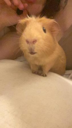 Image 5 of 2 male Guinea pigs for sale