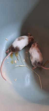 Image 3 of 5 male mice looking for their forever homes ##free