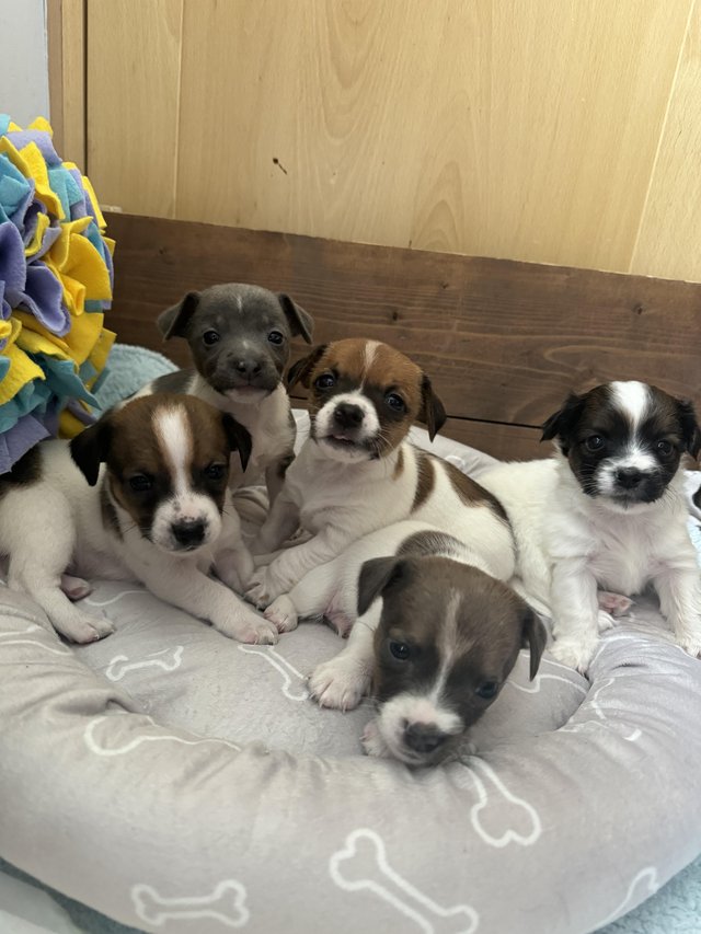 Preview of the first image of Beautiful Jack Russell puppies.