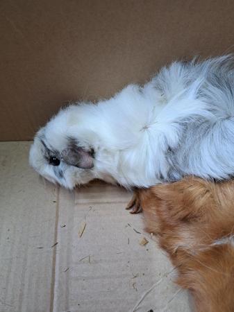 Image 2 of Trio of Baby Male Guinea Pigs For Sale