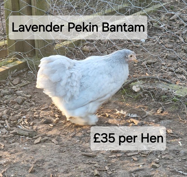 Preview of the first image of POL Hybrid Hens & Pure Breed Bantams for sale.