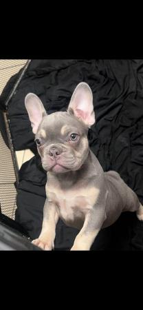Image 5 of French bulldog female top quality lilac pink fluffy