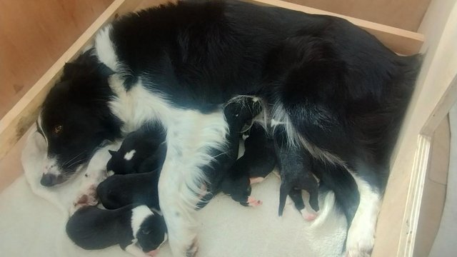 Image 4 of Border collie pups ISDA registered from working parents