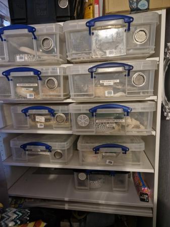 Image 8 of 10 adult pythons setup and hatchling rack incubator