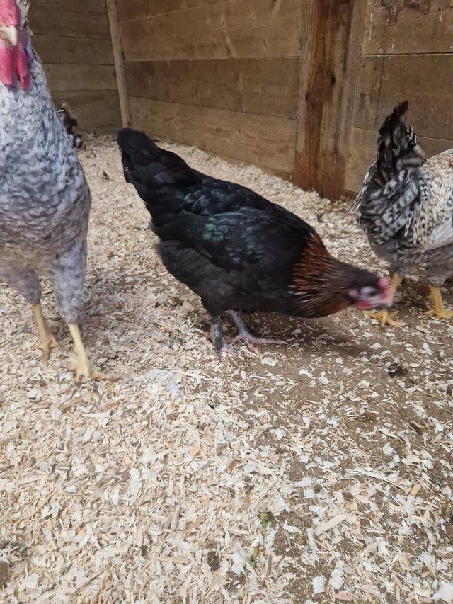 Preview of the first image of POL Black copper maran hen.