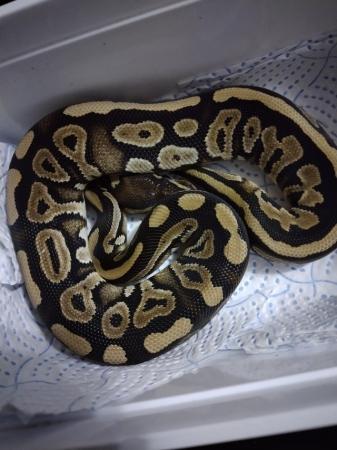 Image 6 of Male Royal Pythons for sale mix of ages/prices
