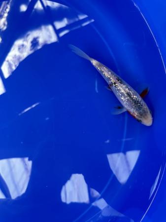 Image 5 of Japanese koi ???? for sale numerous breeds