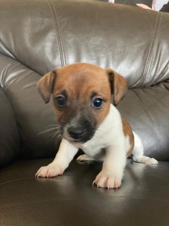 Image 1 of 5 Thoroughbred Jack Russell Puppies