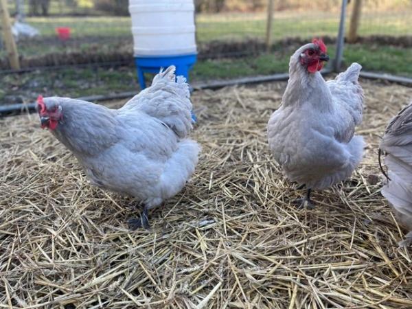 Image 2 of Lavender Orpington Hatching Eggs from Quality Chickens