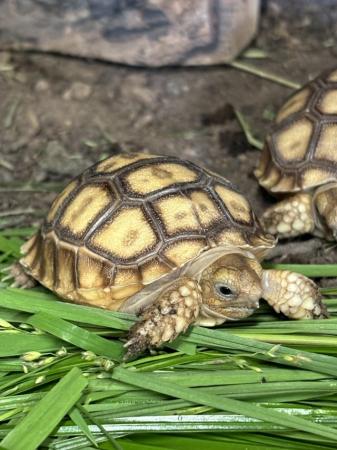 Image 4 of Sulcata Tortoise Hatchlings UK bred
