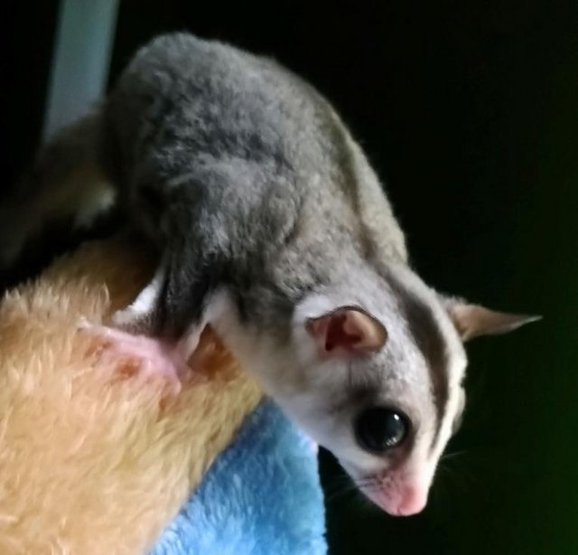 Preview of the first image of Suger glider joey male and female.