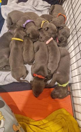 Image 8 of Adorable KC Blue Great Dane puppies READY NOW!!