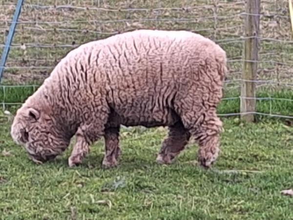 Image 2 of Traditional type Southdown ewes