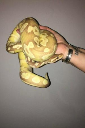 Image 2 of Male royal/ball python for sale!