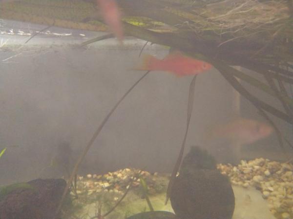 Image 2 of £8 Orange swordtail tropical fish Group Of 3 Trio Young Fish