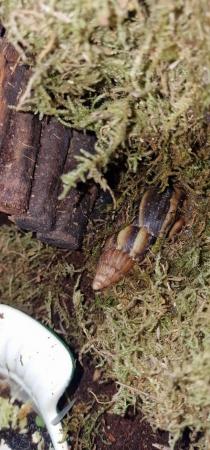 Image 1 of 5 GIANT AFRICAN LAND SNAILS