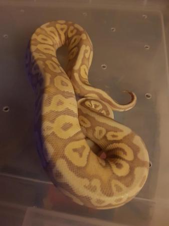 Image 3 of Ball python female banana Mojave cb23