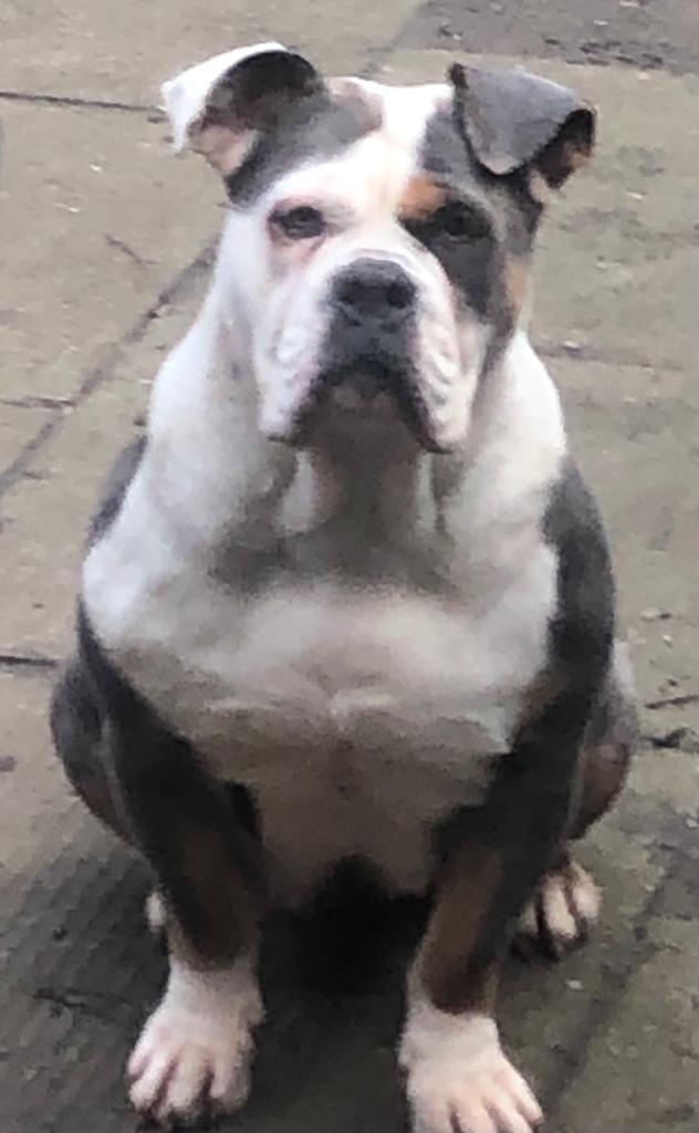 Preview of the first image of Olde tyme bulldog female 3 years old stunning dog.