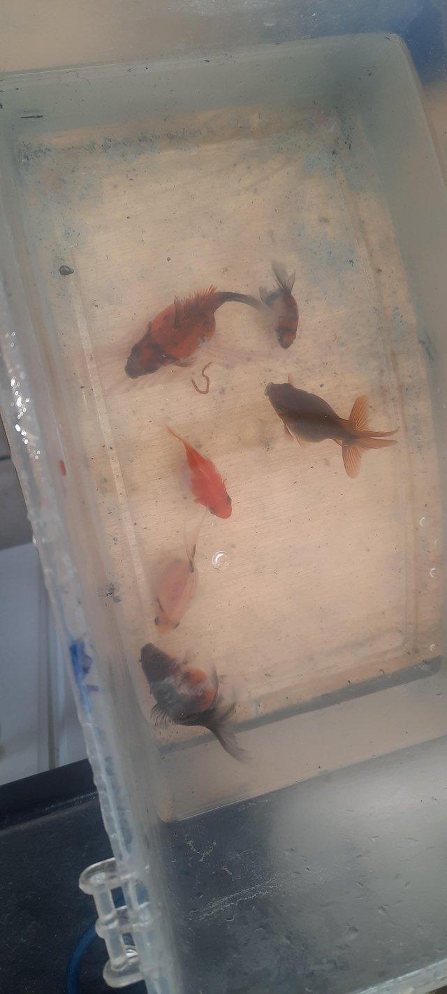 Preview of the first image of Six Baby homebred fancy goldfish.