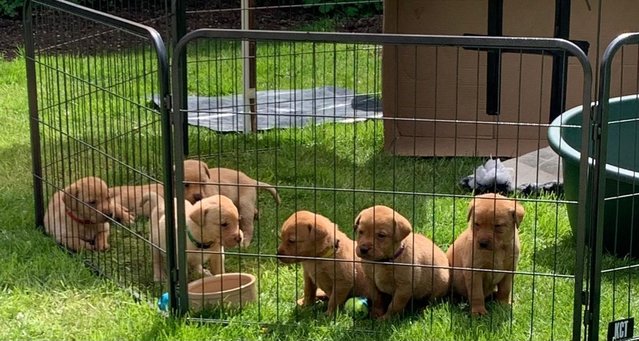Image 2 of KC Registered Fox Red Labrador Puppies