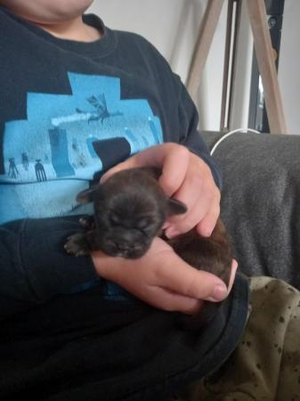 Image 10 of Shih Tzu pups x5 only x2 girls left
