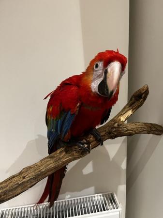 Image 4 of ??Adorable Baby Scarlet Macaw for Sale!??