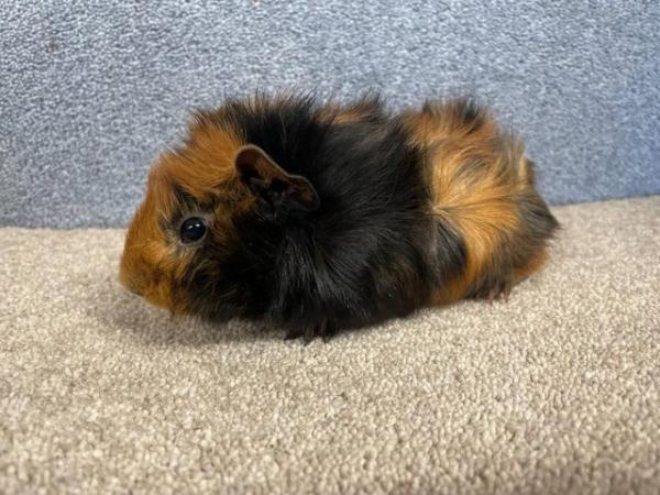 Image 6 of Abyssinian Male Guinea Pig for Rehoming