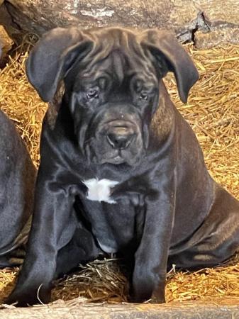 Image 8 of Ready to leave now 8 Cane Corso puppies 3 remaining