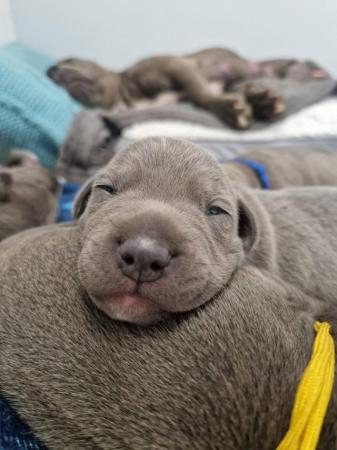 Image 3 of Blue Staffordshire Bull Terrier puppies for sale