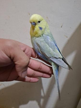 Image 2 of Friendly hand tamed budgies for sale