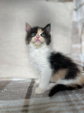 Image 4 of Maine Coon x Ragdoll kittens ready now