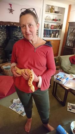Image 5 of Beautiful albino Calfornian bull snake with viv for sale