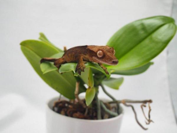 Image 5 of Crested Gecko Juvenile Male - Red Dalmatian