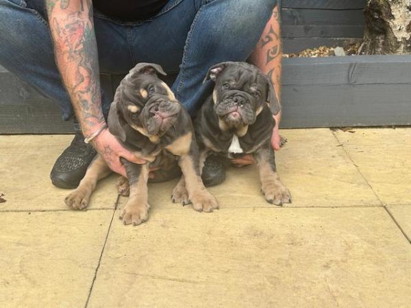 Image 1 of 2 fully suited Blue and Tan english bulldogs