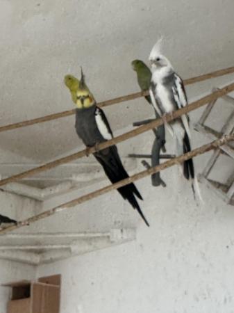 Image 1 of Birds Hecks finches Canary’s budgies Hecks waxbills
