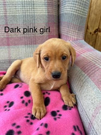 Image 3 of 6 beautiful red Labrador puppies for sale