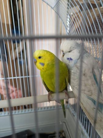 Image 1 of Tamed budgie in blue colour